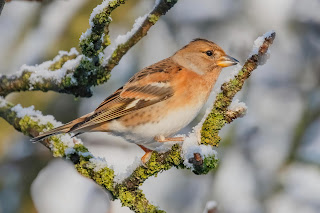 Brambling DFBridgeman