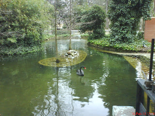 cisne pato lago parque Miguel Servet Huesca