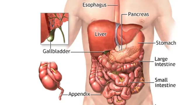 bowel cancer stomach noises, bowel cancer, small bowel cancer symptoms, bowel cancer stomach noises NHS, bowel cancer poop pictures, small bowel cancer, symptoms of bowel cancer in a woman, Symptoms of small bowel cancer in a woman,