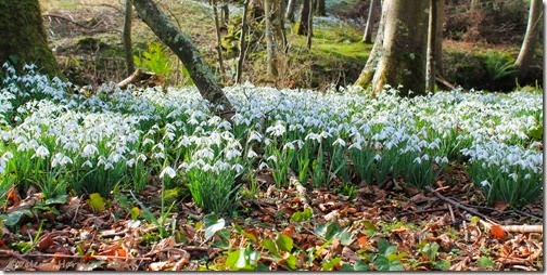 22-snowdrops-Ardwell