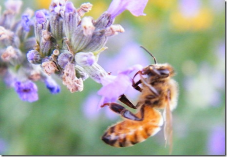 2010_0616bees0058