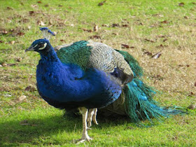 Nice-fresh-wallpaper-of-peacock