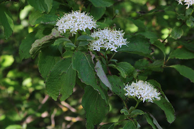 Rode Kornoelje - Reade Kornelle - Cornus sanguinea