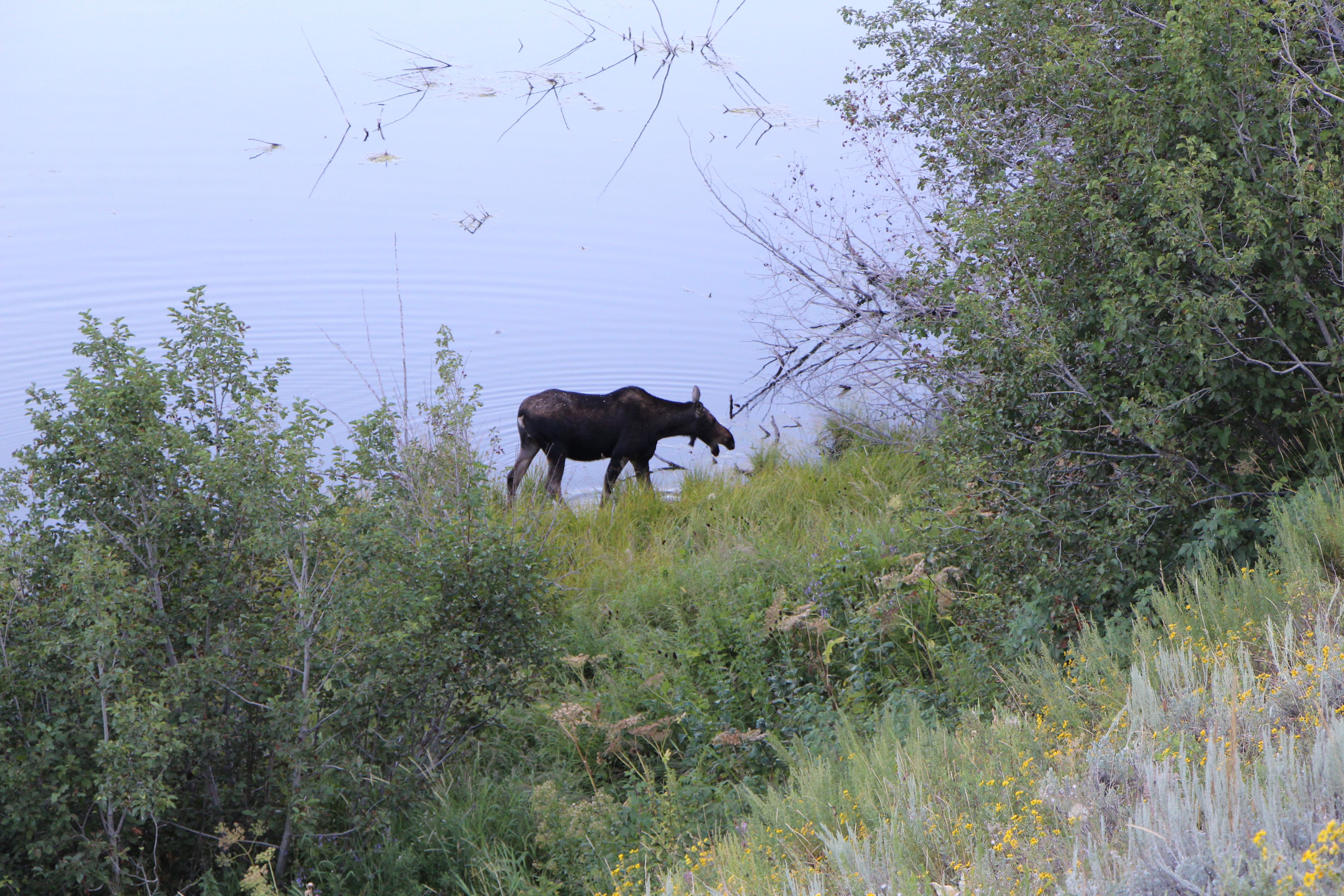 grand teton national park, wyoming, western us, national parks, grand tetons mountains, wyoming travel guide, obsidian tours, wyoming travel guide, grand teton travel guide, grand teton tour guide, moose, wildlife in grand teton national park