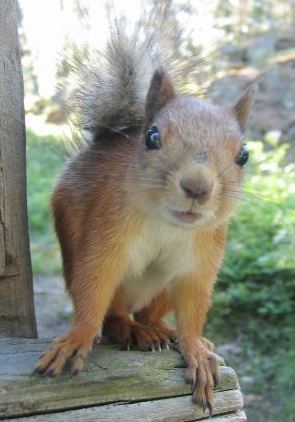 Wild Birds Unlimited on Wild Birds Unlimited  Why Are Squirrels Called Squirrels