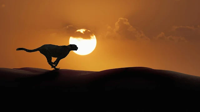 Cheetah Running, Sunset, Africa
