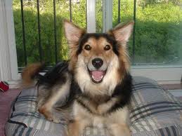 The Border Collie German Shepherd Mix Pets Cute And Docile