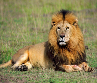 Singa (Panthera Leo) adalah salah satu kucing terbesar dan terkuat yang di dunia. Ukuran singa hampir sama besarnya dengan ukuran harimau Siberia. Singa adalah kucing terbesar yang hidup di benua Afrika. Perbedaan unik yang terdapat di antara singa dan jenis kucing besar lainnya adalah singa cendurung hidup dalam satu kelompok, sedangkan jenis kucing lainnya hidup menyendiri. Meski dulunya singa pernah menjelajahi seluruh Afrika dan bahkan bagian dari Eropa dan Asia, populasi singa yang tersisa di dunia sekarang ini hanya berada di sub-Sahara Afrika. Namun, populasi singa diduga telah turun 30% selama 20 tahun terakhir akibat hilangnya habitat asli mereka.     Singa dipandang sebagai ancaman besar oleh banyak spesies lain termasuk Jerapah dan Gajah yang dapat dengan mudah melukai singa ketika mencoba untuk mengusirnya. Ancaman terbesar bagi singa datang dari manusia yang sudah sejak lama memburu mereka. Akan tetapi faktor utama penyebab penurunan populasi singa adalah hilangnya habitat asli mereka akibat pembukaan lahan untuk pertainan dan pemukiman. Semalam anda mimpi di kejar singa, dan kepo banget apa makna mimpi tersebut? Nah dibawah ini ada ulasan mengenai arti mimpi tentang singa, ada angka jitunya juga lho simak ya.