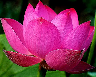 39'Semi aerial view of a lotus with all hues of pink dew drops