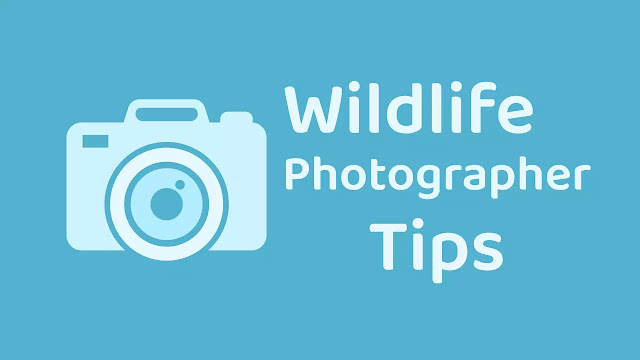 Wildlife Photographer कैसे बने | Wildlife Photography  क्या है