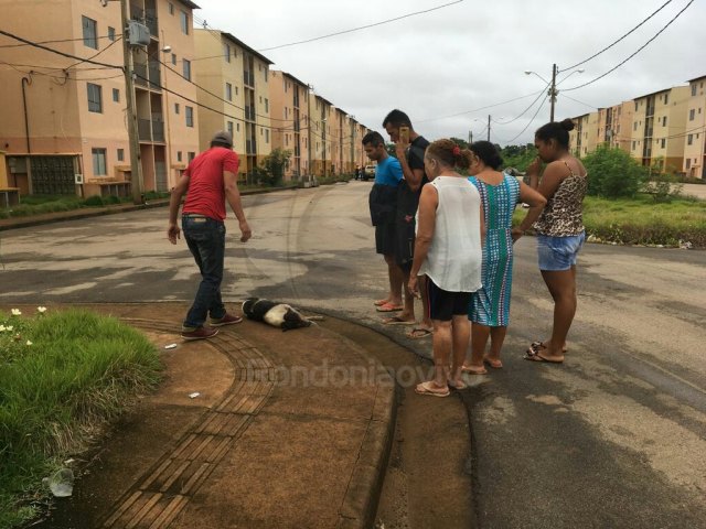 ABATIDOS: Pitbulls são executados a tiros após matarem cão em condomínio.
