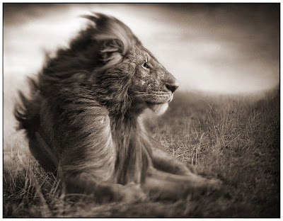 Lion Black and White Photograph
