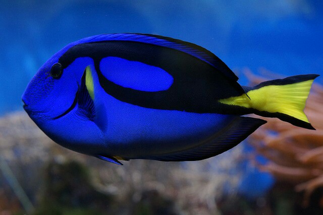 5000 Koleksi Ikan Hias Air Laut Blue Devil Terbaik