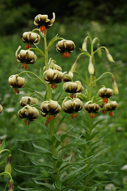 Лилия реснитчатая (Lilium ciliatum)