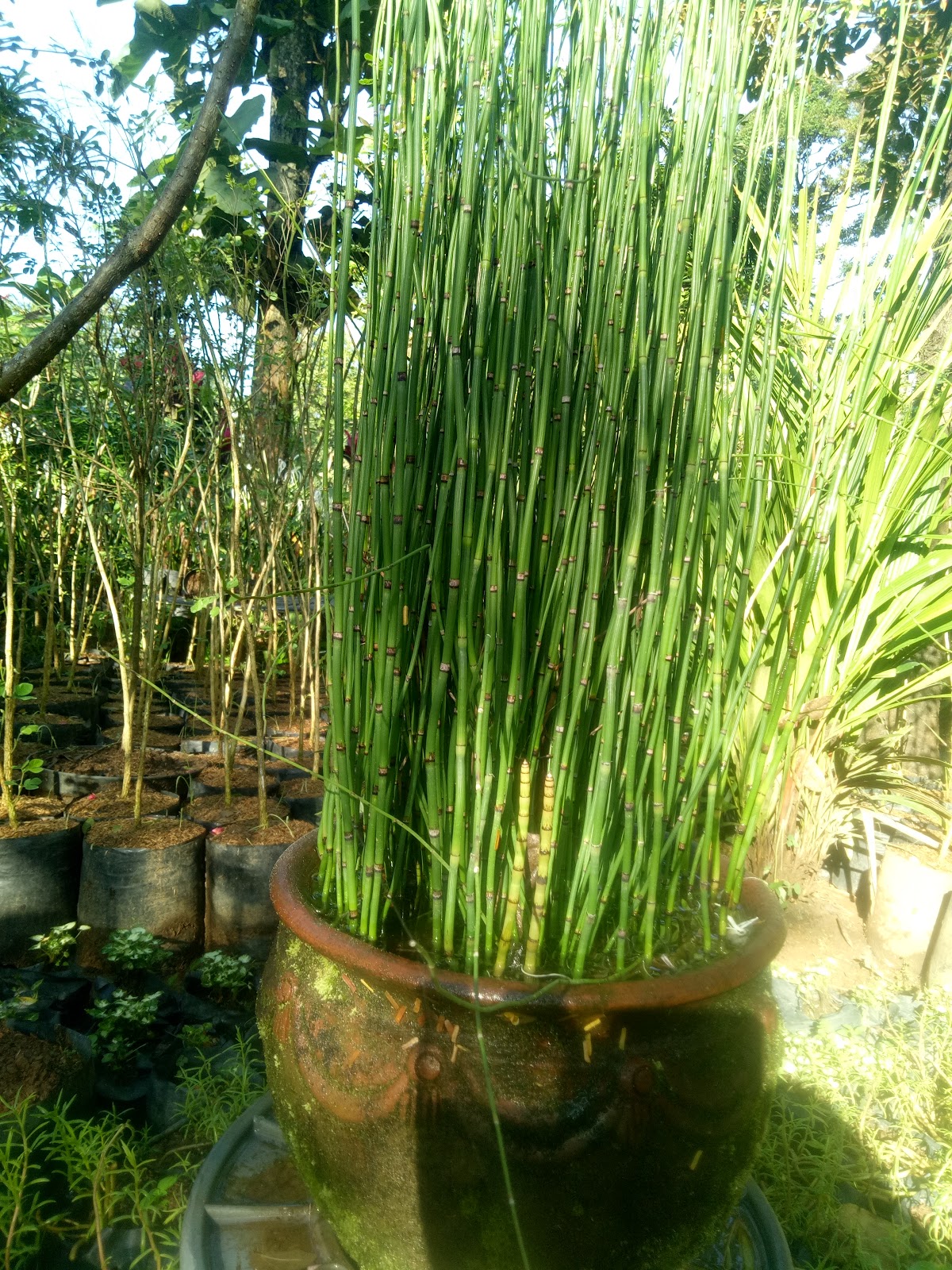 TANAMAN BAMBU  AIR  Equisetum hyemale SINOX NURSERY