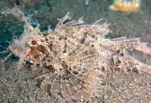 Ambon Scorpionfish is part of the ugliest fishes in the world.