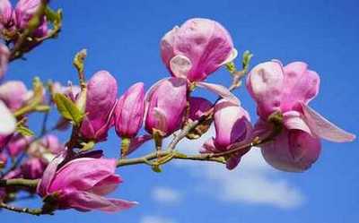 Picture of Magnolia Flowers