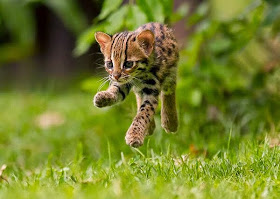 Funny animals of the week - 5 April 2014 (40 pics), baby ocelot picture