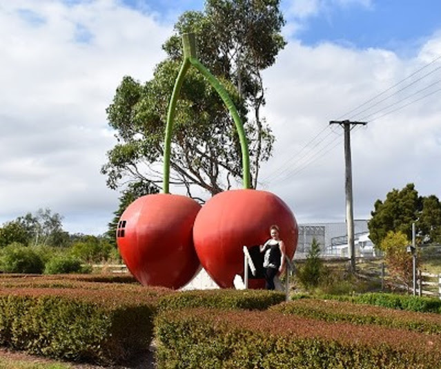 Latrobe | BIG Cherry at the Cherry Shed