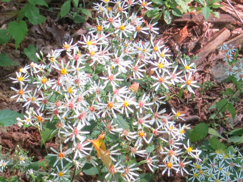 white wood aster