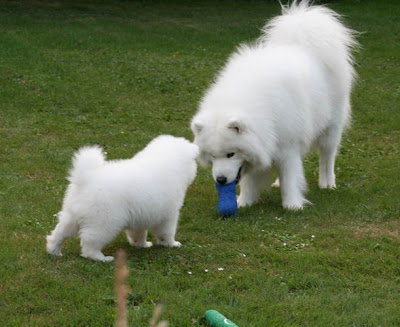 Samoyed Dog