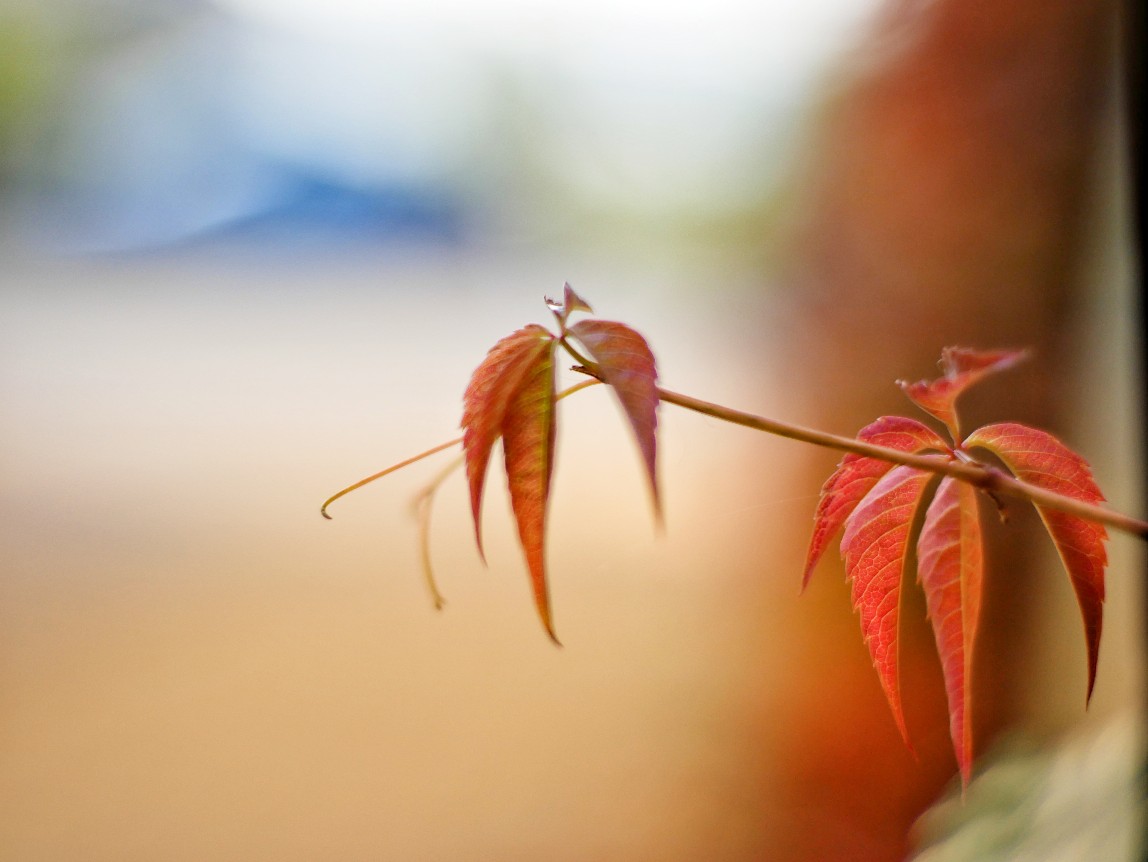 Herbstfarben, herbstschönheit,