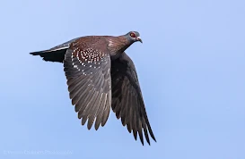 Specked Pigeon in Flight Canon EOS R6 / RF 600mm f/11 IS STM Lens : ISO 640 / 1/2500s