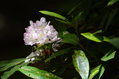 Great Rhododendron, Ramsey Cascades Trail, Great Smoky Mountains National Park