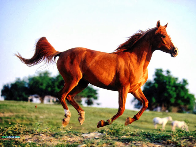 Super Beautiful Horse HD Wallpaper Free