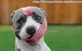 funny pet