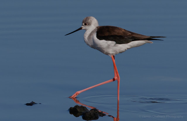 Black-Winged Stilt in the Diep River Woodbridge Island Vernon Chalmers