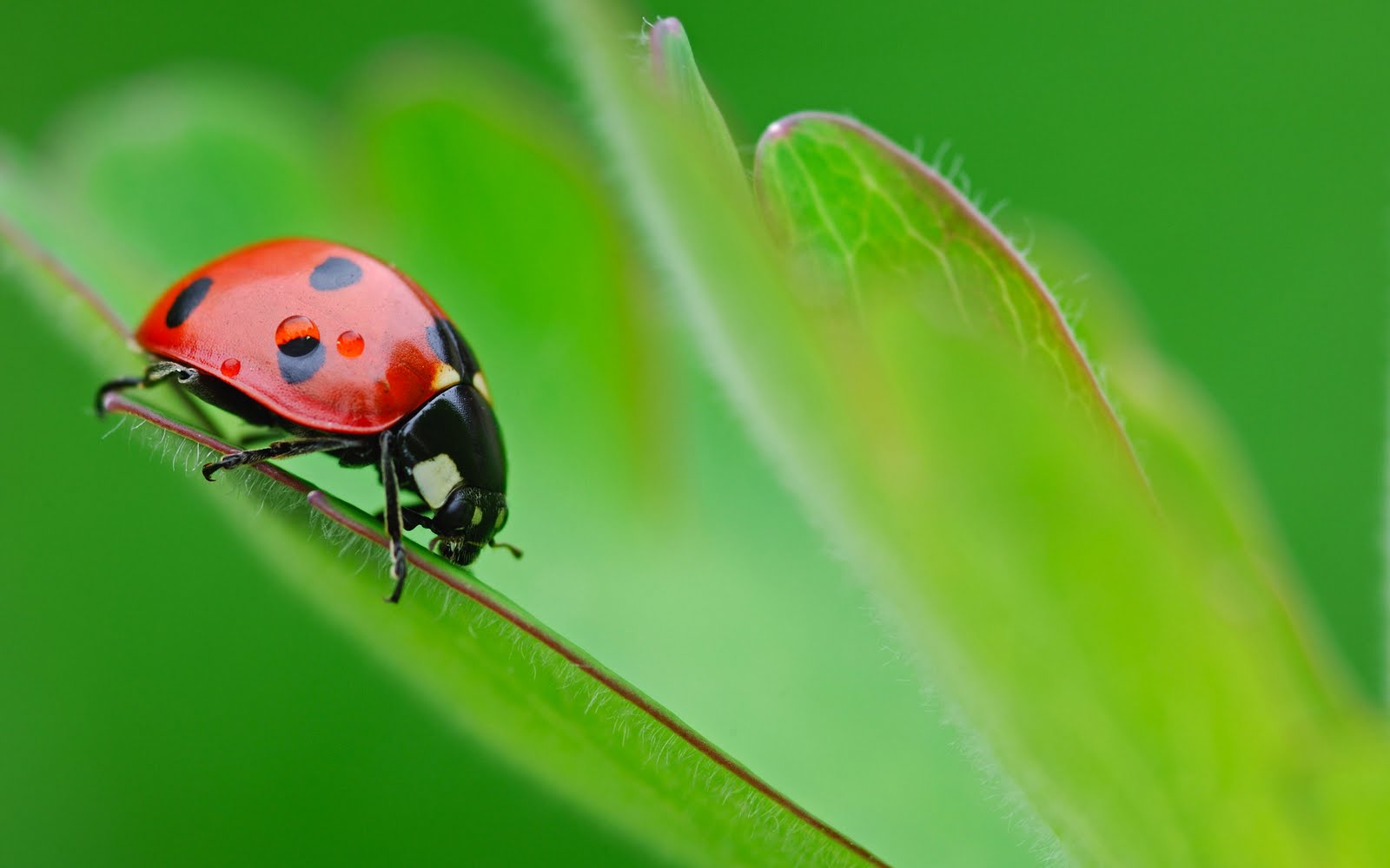 Hopscotch Kids: Lovely Little Ladybugs