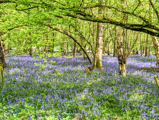 Bluebells in the woods between points 15 & 16