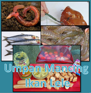 Umpan Mancing Ikan Sembilang