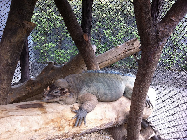 Lizard, Dusit Zoo, Bangkok, Thailand