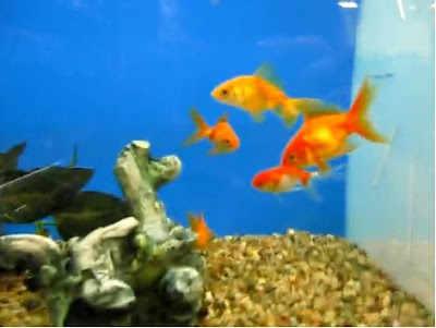goldfish tank decorations. goldfish eggs in aquarium.