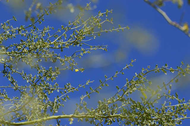 Parkinsonia florida, palo verde, blue palo verde, desert tree, wild tree, sonoran desert, small sunny garden