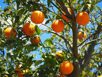 orange tree