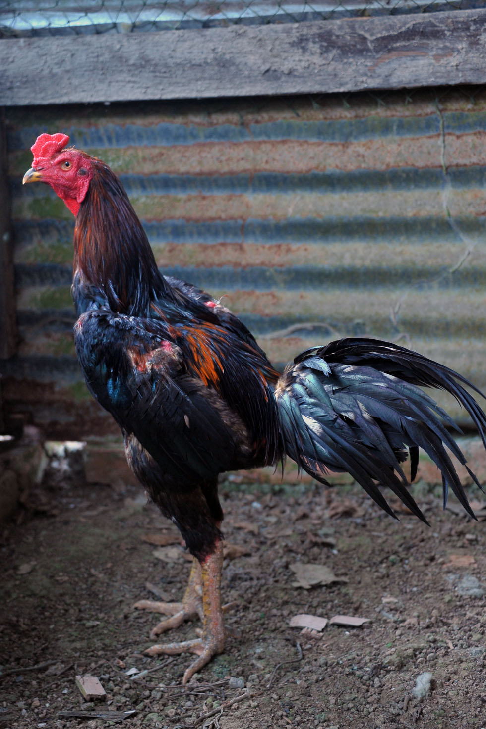 Ayam Sabung Seni Tok Ayah: Mei 2013