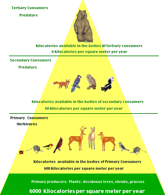 animal food chain pyramid. dresses food chain pyramid of