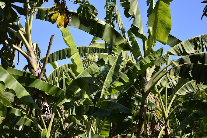 5 Manfaat Kedebong Pisang Untuk Kesehatan Tubuh