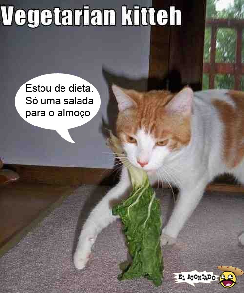 gato-vegetariano1