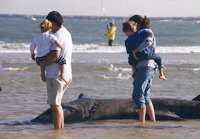 beached basking shark