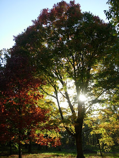 Morton Arboretum, Chicago