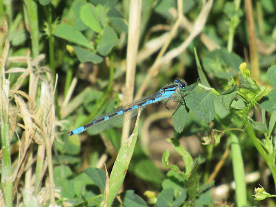 familiar bluet damselfly california dragonfly dragonflies photography blue damselflies identification