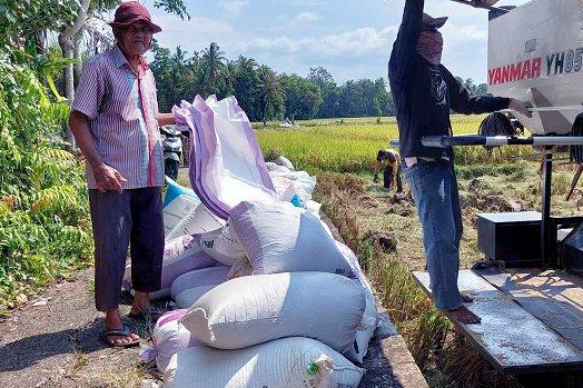 Petani di Pidie Keluhkan Harga Padi yang Terus Menurun saat Musim Panen