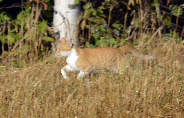 pus katt kattepus pusekatt