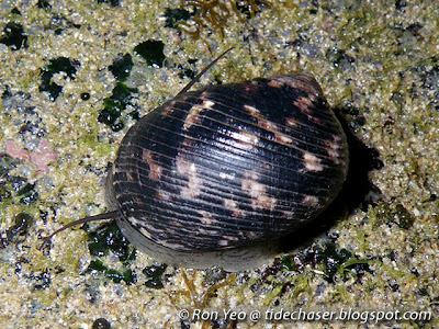 Undate Nerite (Nerita undata)