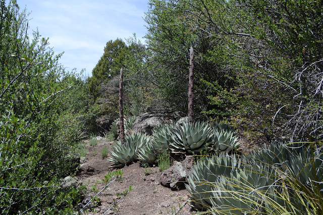 agave with tall flower sprouts