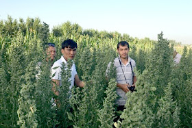 quinoa farming kyrgyzstan, organic foods central asia, kyrgyzstan organic farming